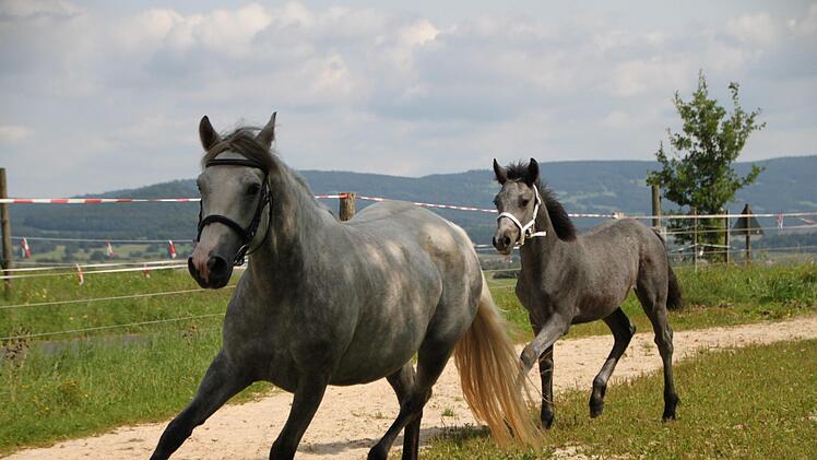 Die Stute und ihr Fohlen werden über das Gelände getrieben, damit der Zuchtleiter die Bewegungsabläufe bewerten kann. Foto: Ulrike Müller