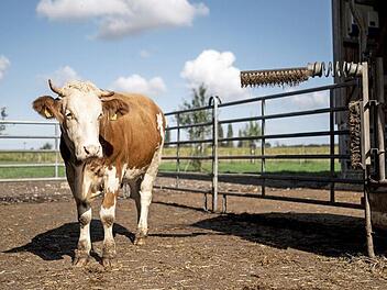 Bei der Agrarreform geht es um Hunderte Milliarden Euro. Es handelt sich um den größten Posten im EU-Budget. Foto: Marius Becker, dpa