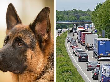 Frau nimmt Hund auf – kurz danach sorgt er für Massen-Unfall auf Frankenschnellweg