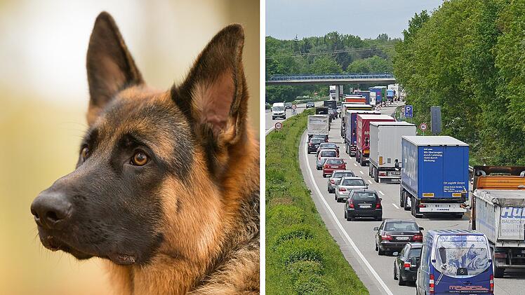 Frau nimmt Hund auf – kurz danach sorgt er für Massen-Unfall auf Frankenschnellweg