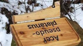 Auf einen Bergahorn weißt diese Hinweistafel hin. Foto: privat