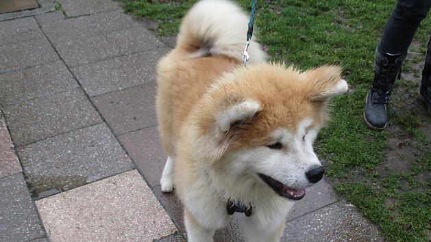 Hundewelpen aus Hof suchen neues Zuhause