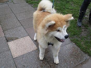 Hundewelpen aus Hof suchen neues Zuhause