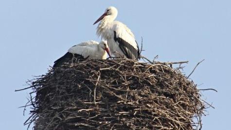 Auf dem Schornstein der alten Brauerei in Kaltenbrunn nisten regelmäßig Störche. Foto: Helmut Will