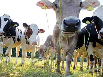 Mit K&uuml;hen kuscheln: Kuschelkurse mit K&uuml;hen sollen beim Stressabbau helfen. Symbolfoto: Astrid Gast/Adobe Stock