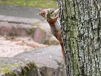 Nürnberg: Eichhörnchenbrücke für sicheren Übergang für Tiere