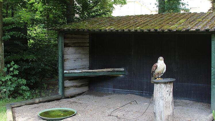 Die Tierschutzorganisation Peta hat Strafanzeige gegen die ehemalige Falknerei in Tambach erstattet, weil das Anbinden der Greifvögel im Wildpark nicht artgerecht gewesen sein soll.