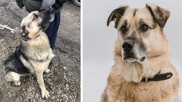 Tierheim Pfaffengr&uuml;n: Hund Michel aus Rum&auml;nien gerettet