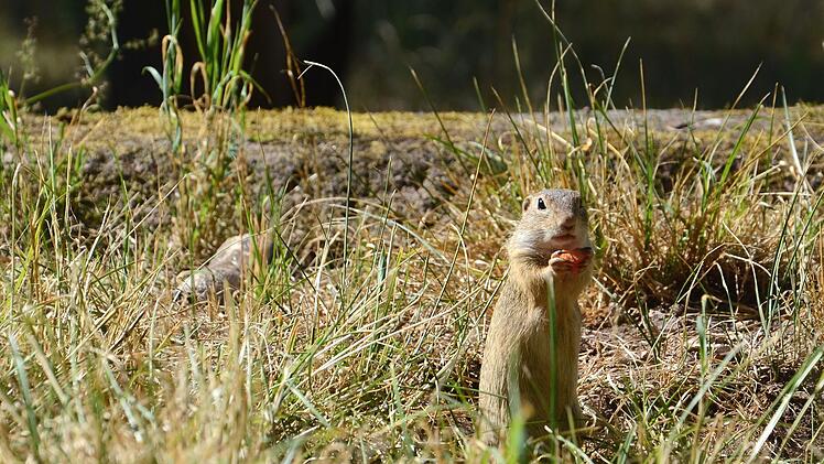 Tiergarten Nürnberg: Ziesel in Tschechien ausgewildert - gefährdete Nagetiere ausgesetzt
