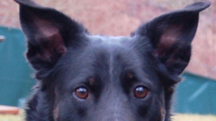 Tierhilfe Franken nimmt Hunde nach Todesfall auf - und sendet Hilferuf