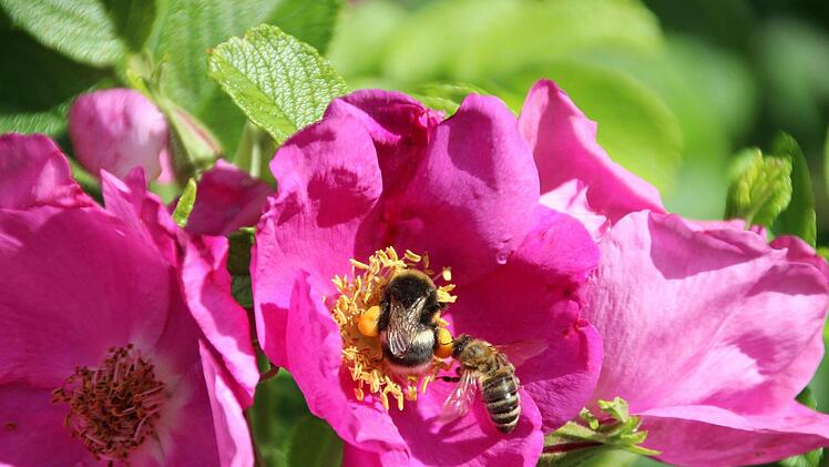 "Weg da, du hast schon genug Pollen gesammelt", scheint die Honigbiene zur Hummel zu sagen.