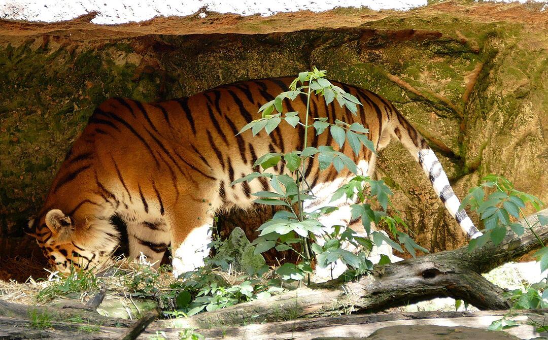 Tiergarten Nürnberg
