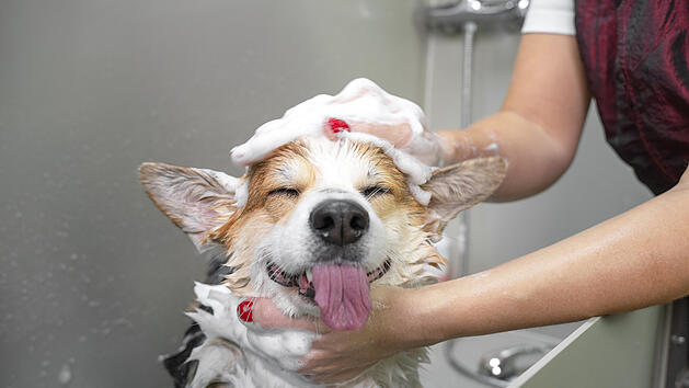 Hund, Shampoo, Hund waschen, Hundeshampoo