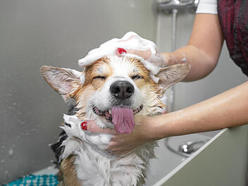 Hund, Shampoo, Hund waschen, Hundeshampoo