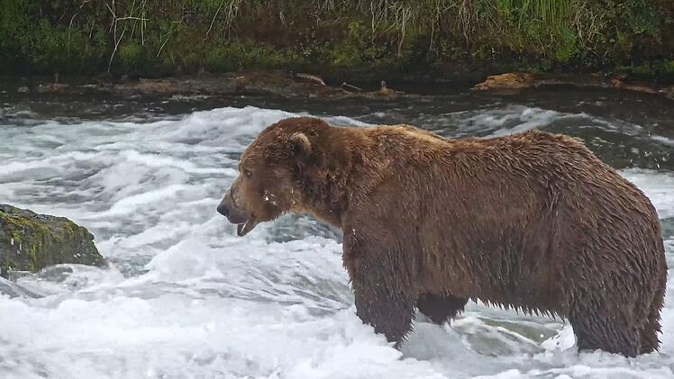 &laquo;Fat Bear&raquo;-Wahl in Alaska