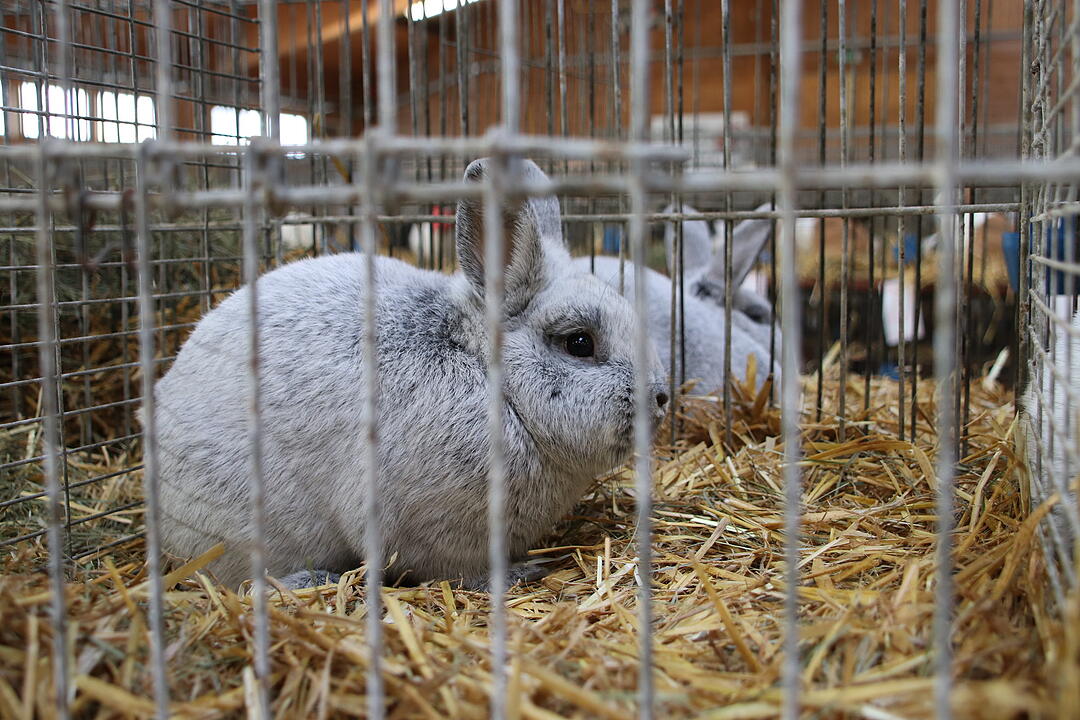 Kaninchenschau