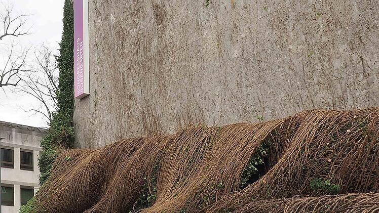 Wie abgewickelt sieht das Zweigwerk des Efeus aus, an der Fassade sind nur noch die Spuren der Haftwurzeln zu sehen.  Foto: Christoph Winter