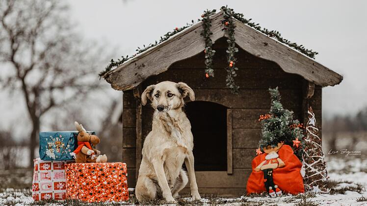 Über Weihnachtsgeschenke fürs Tierheim freut sich auch Tico.Tierheim