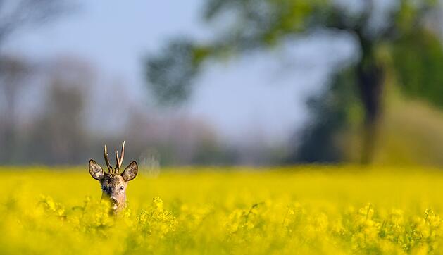 Morgenstimmung in Brandenburg