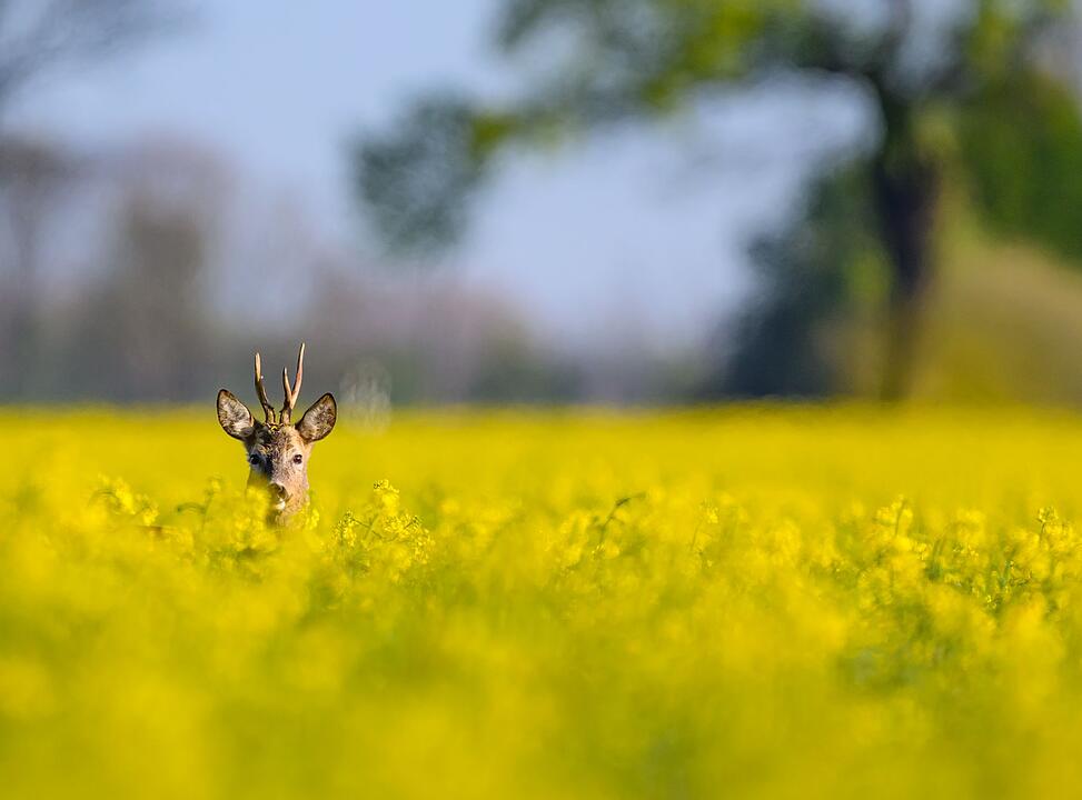 Morgenstimmung in Brandenburg