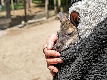 Tierpark-Chefin zieht K&auml;nguru-Baby im Pulli auf