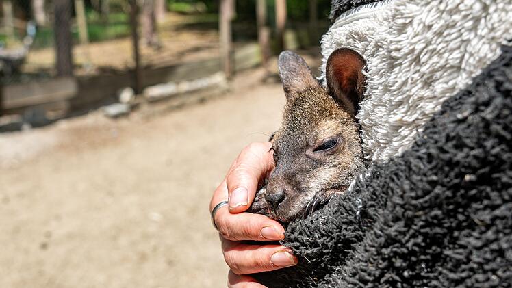 Tierpark-Chefin zieht K&auml;nguru-Baby im Pulli auf