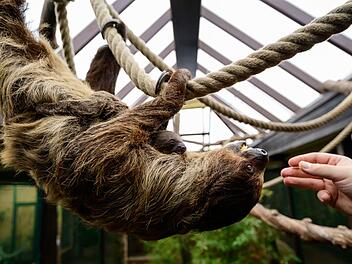 Nachwuchs bei den Faultieren im Vogelpark Walsrode