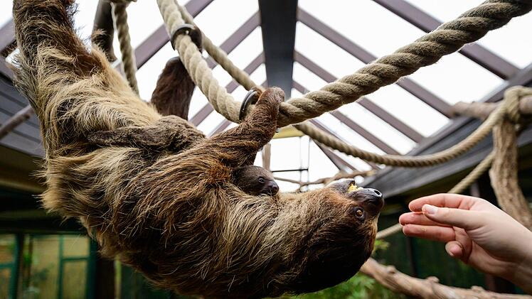 Nachwuchs bei den Faultieren im Vogelpark Walsrode