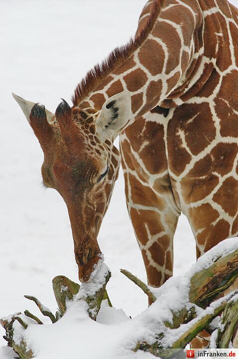 Winter im Tiergarten Nürnberg