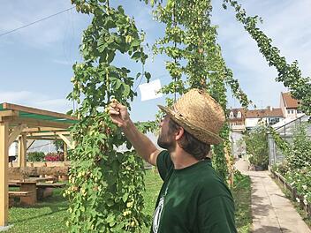 Kris Emmerling prüft den Hopfen. Foto: Stadt Bamberg