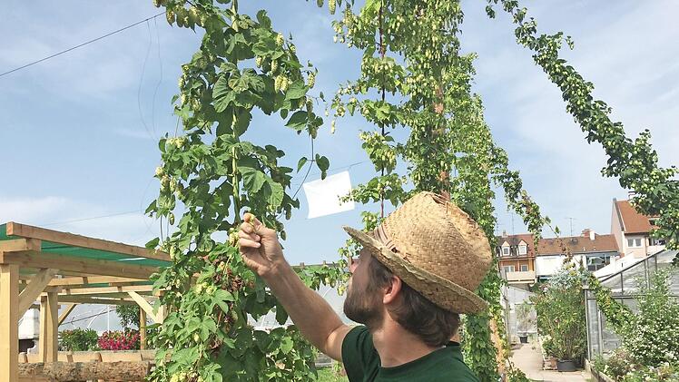 Kris Emmerling prüft den Hopfen. Foto: Stadt Bamberg