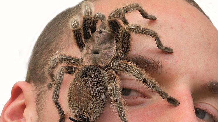 Insectophobie in Bad Kissingen: Deutschlands größte mobile Spinnen- und Insektenausstellung