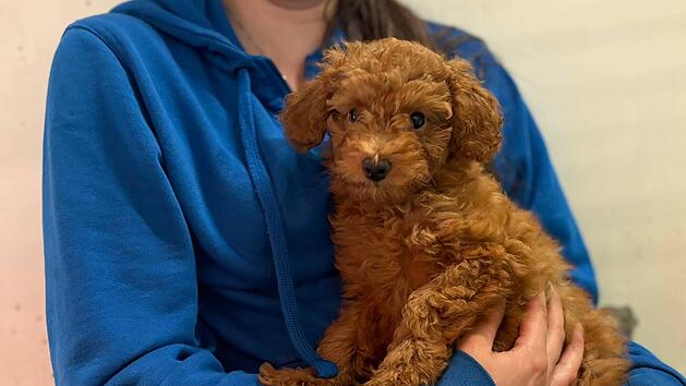 Gerettete Pudelwelpen kurz vor Neustart: Tierheim N&uuml;rnberg mit Info