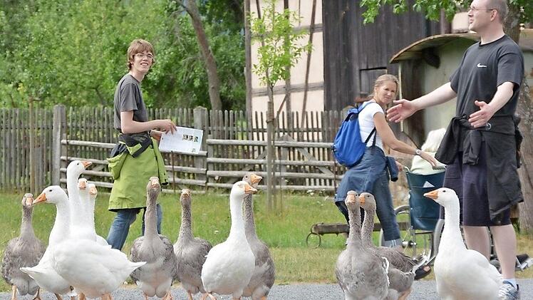 Wenn am 1. April das Fränkische Freilandmuseum Fladungen wieder seine Pforten öffnet, dann sind die Tiere im Museum, wie hier die Gänse, immer wieder ein Fotomotiv und erinnern an das dörfliche Leben von einst.  Foto: Friedrich