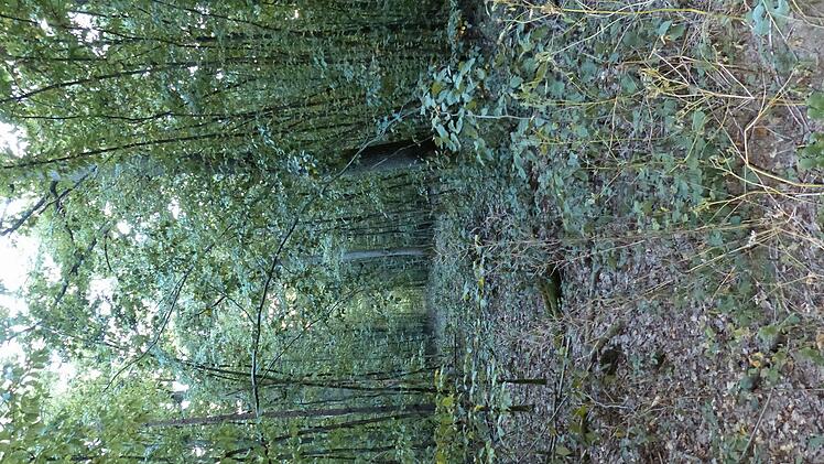 Blick in den Forst bei Ebenhausen. Forstdirektor Türich und Revierleiter Matthias Lunz hatten bei der Waldbegehung den Ratsmitgliedern Einblicke in ihre Arbeit gewährt.  Foto: Hepp