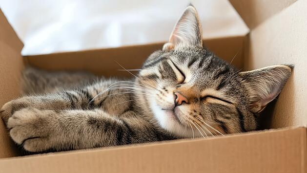 Katze, Katzenbesitzer, Mietwohnung, Mietrecht, Haustiere