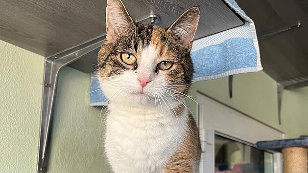 Tierheim Bamberg: Katze Rivi sucht neues Zuhause zum Kuscheln und Liebhaben