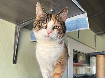 Tierheim Bamberg: Katze Rivi sucht neues Zuhause zum Kuscheln und Liebhaben