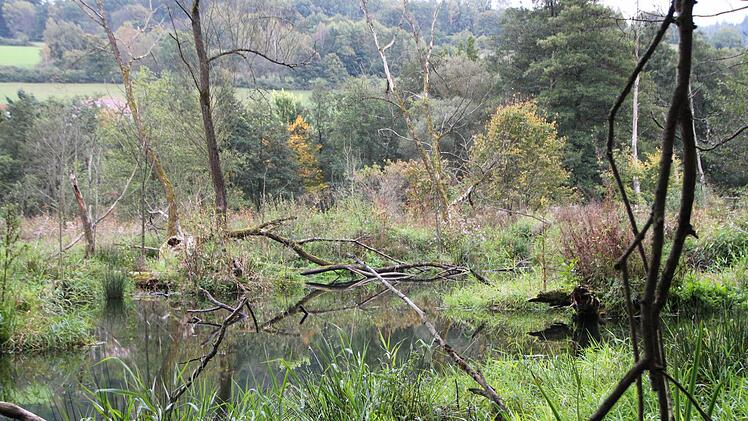 Im Sommer ist das Biber-Revier im Staatsbad Bad Brückenau mit Grün überwuchert. Foto: Ulrike Müller