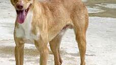 Nublo ist ein Familienhund - nur mit kleinen Kindern kommt er nicht zurecht. Foto: Tierheim Kronach