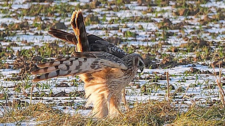 Eine seltene Vogelsichtung im Landkreis Forchheim: Die Kornweihen sind zu Besuch.