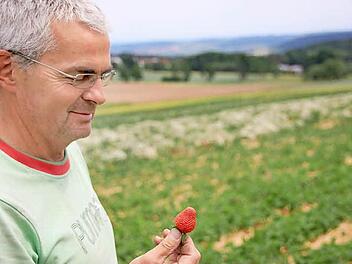 Eine prächtige Erdbeere hält Claus Schmitt in den Händen. Doch leider wachsen viele Erdbeeren heuer auf den Feldern wegen der Trockenheit nicht so gut. Sie bleiben klein und reifen zu schnell. Fotos: Heike Beudert