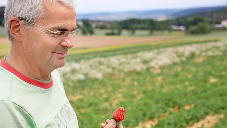 Eine prächtige Erdbeere hält Claus Schmitt in den Händen. Doch leider wachsen viele Erdbeeren heuer auf den Feldern wegen der Trockenheit nicht so gut. Sie bleiben klein und reifen zu schnell. Fotos: Heike Beudert