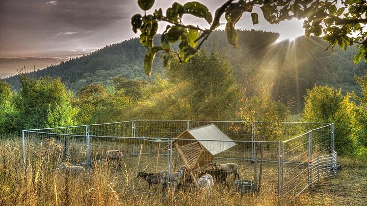Morgenstimmung mit Schafen.Hubert Kluger