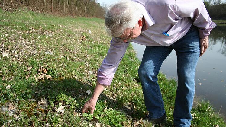 Karl-Heinz Schneider entdeckt Herkulesstauden am Ufer des Mainkanals. Noch sind sie vergleichsweise winzig. Foto: Sabine Paulus