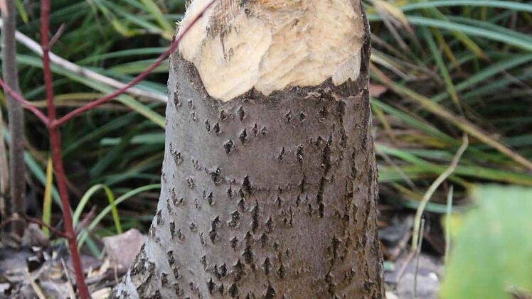 Hier haben der oder die Biber ganze Arbeit geleistet. Foto: Simone Bastian