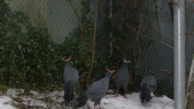Die Blauen Ohrfasane, deren Heimat Tibet ist. Foto: Petra Malbrich
