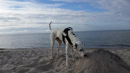 Foto: Jeani-Bini