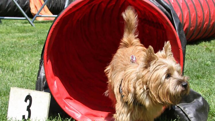 Emil liebt den Hindernisparcours, klettert über Balken und kriecht sogar selbstständig durch Tunnel.