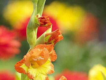 Gladiole Foto: Archiv